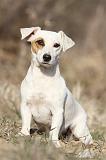 JACK RUSSEL 008